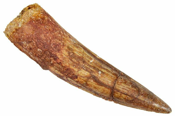 Fossil Spinosaurus Tooth - Real Dinosaur Tooth #269201